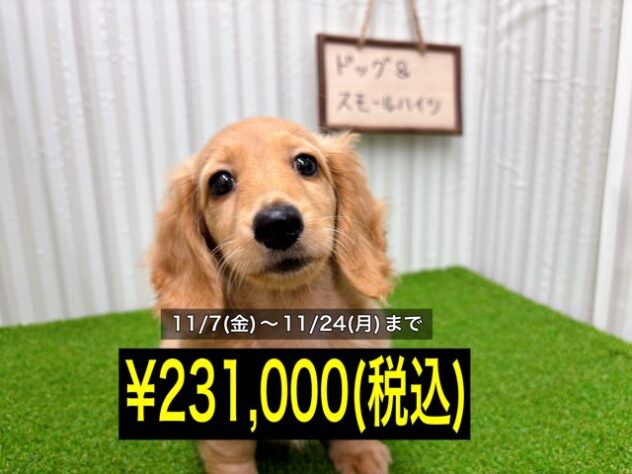 岡山県のミニチュアダックスフンド(ロング) (アミーゴ倉敷店/2025年8月30日生まれ/女の子/ゴールド)の子犬