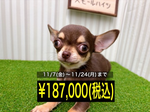 岡山県のチワワ(ロング) (アミーゴ倉敷店/2025年7月21日生まれ/男の子/チョコレートクリーム)の子犬の1枚目の画像