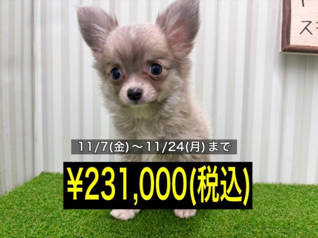 岡山県のチワワ(ロング) (アミーゴ倉敷店/2025年8月9日生まれ/女の子/クリームフォーン)の子犬の1枚目の画像