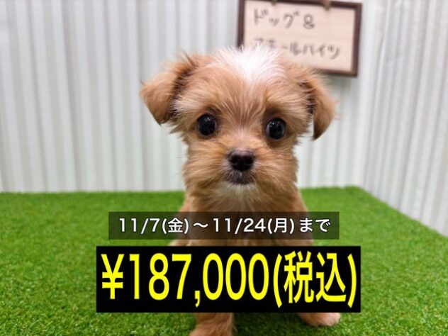 岡山県のハーフ犬・ミックス犬 (アミーゴ倉敷店/2025年8月23日生まれ/男の子/レッド)の子犬の1枚目の画像