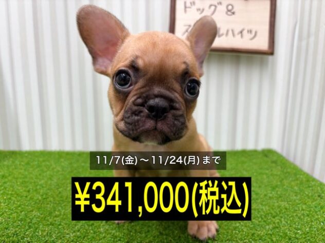 岡山県のフレンチブルドッグ (アミーゴ倉敷店/2025年8月17日生まれ/男の子/フォーン)の子犬