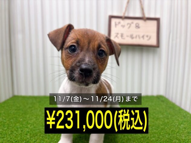 岡山県のジャックラッセルテリア (アミーゴ倉敷店/2025年7月29日生まれ/女の子/タンホワイト)の子犬の1枚目の画像