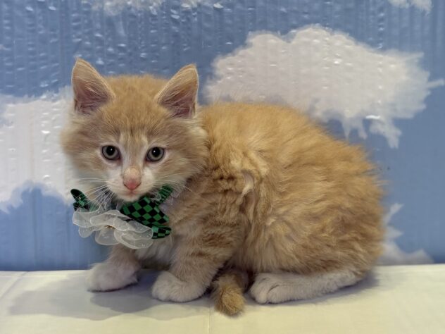 山形県のノルウェージャンフォレストキャット (アミーゴ山形北店/2025年9月8日生まれ/男の子/クリームタビーホワイト)の子猫の3枚目の画像