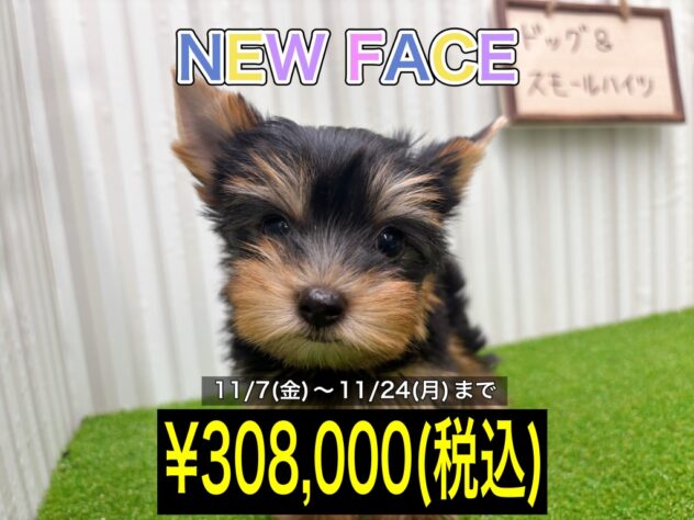 岡山県のヨークシャーテリア (アミーゴ倉敷店/2025年9月13日生まれ/女の子/スチールブルータン)の子犬の1枚目の画像