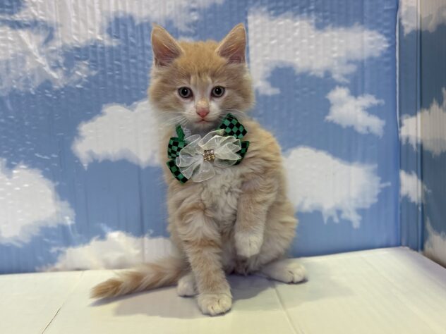 山形県のノルウェージャンフォレストキャット (アミーゴ山形北店/2025年9月8日生まれ/男の子/クリームタビーホワイト)の子猫の1枚目の画像