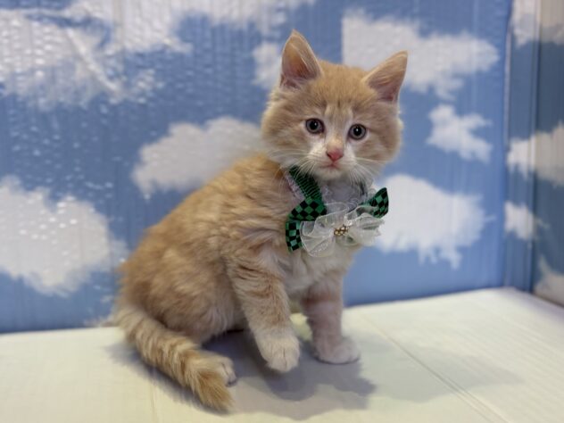 山形県のノルウェージャンフォレストキャット (アミーゴ山形北店/2025年9月8日生まれ/男の子/クリームタビーホワイト)の子猫の2枚目の画像