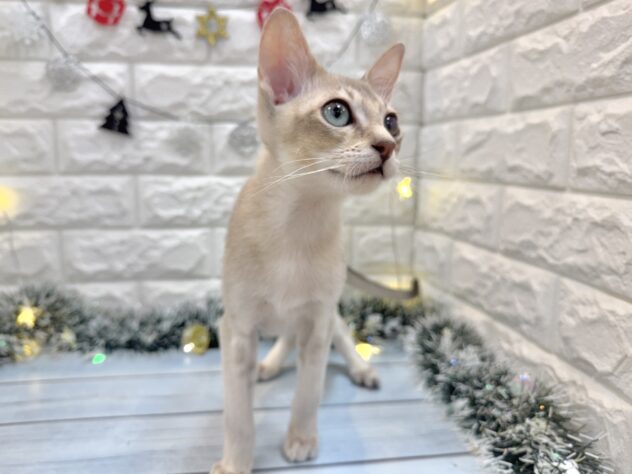 兵庫県のシンガプーラ (ワンキャラット アミーゴ姫路飾磨店/2025年6月28日生まれ/男の子/セピアアグーティ)の子猫の4枚目の画像