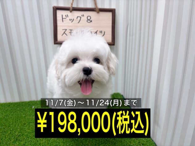 岡山県のマルチーズ (アミーゴ倉敷店/2025年7月21日生まれ/男の子/ホワイト)の子犬の1枚目の画像