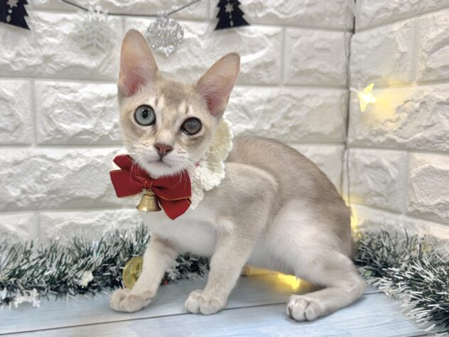 兵庫県のシンガプーラ (ワンキャラット アミーゴ姫路飾磨店/2025年6月28日生まれ/男の子/セピアアグーティ)の子猫の2枚目の画像