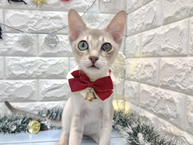 兵庫県のシンガプーラ (ワンキャラット アミーゴ姫路飾磨店/2025年6月28日生まれ/男の子/セピアアグーティ)の子猫の1枚目の画像