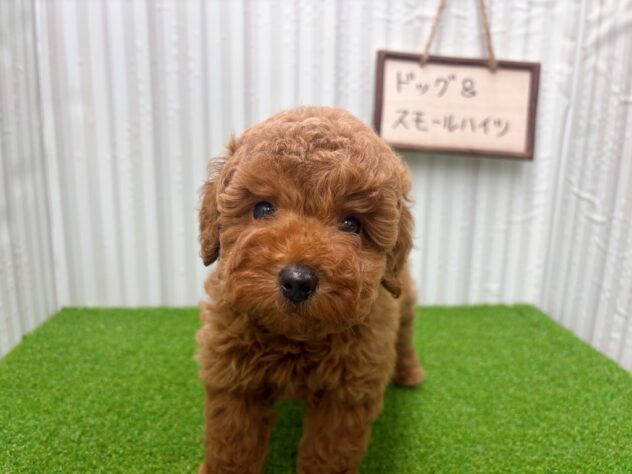 岡山県のトイプードル(トイ) (アミーゴ倉敷店/2025年9月19日生まれ/男の子/レッド)の子犬の3枚目の画像