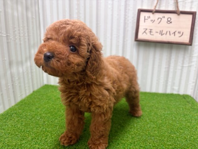 岡山県のトイプードル(トイ) (アミーゴ倉敷店/2025年9月19日生まれ/男の子/レッド)の子犬の2枚目の画像