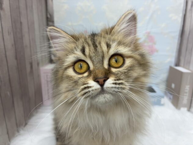 岡山県のミヌエット (ワンキャラット アミーゴ高屋店/2025年3月20日生まれ/女の子/ブラウンパッチドタビーホワイト)の子猫の1枚目の画像