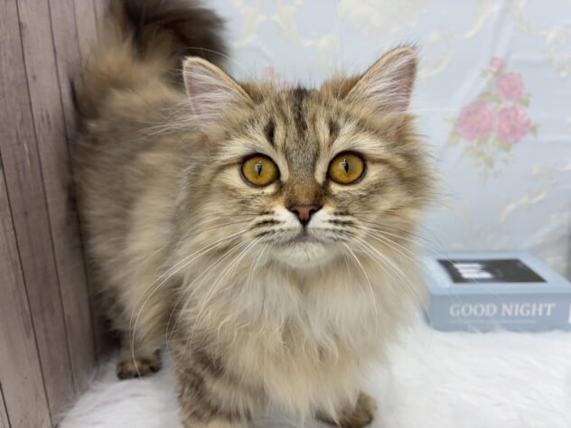 岡山県のミヌエット (ワンキャラット アミーゴ高屋店/2025年3月20日生まれ/女の子/ブラウンパッチドタビーホワイト)の子猫の2枚目の画像