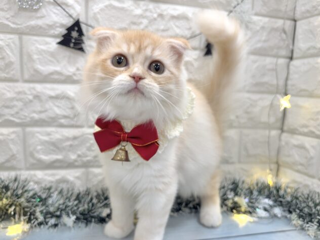 兵庫県のスコティッシュフォールド (ワンキャラット アミーゴ姫路飾磨店/2025年7月28日生まれ/男の子/カメオタビー)の子猫の3枚目の画像