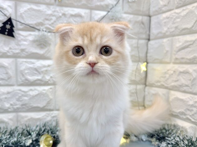 兵庫県のスコティッシュフォールド (ワンキャラット アミーゴ姫路飾磨店/2025年7月28日生まれ/男の子/カメオタビー)の子猫の1枚目の画像