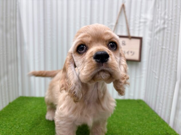 岡山県のアメリカンコッカースパニエル (アミーゴ倉敷店/2025年9月23日生まれ/男の子/バフ)の子犬の1枚目の画像