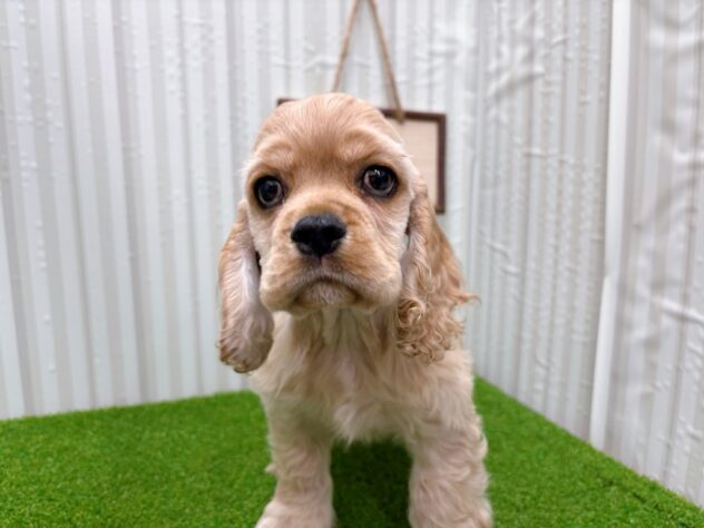 岡山県のアメリカンコッカースパニエル (アミーゴ倉敷店/2025年9月23日生まれ/男の子/バフ)の子犬の3枚目の画像