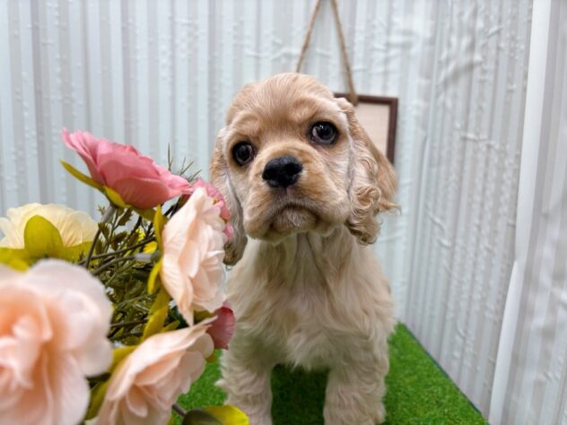 岡山県のアメリカンコッカースパニエル (アミーゴ倉敷店/2025年9月23日生まれ/男の子/バフ)の子犬の2枚目の画像