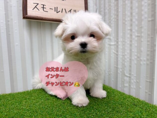 岡山県のマルチーズ (アミーゴ倉敷店/2025年9月27日生まれ/女の子/ホワイト)の子犬