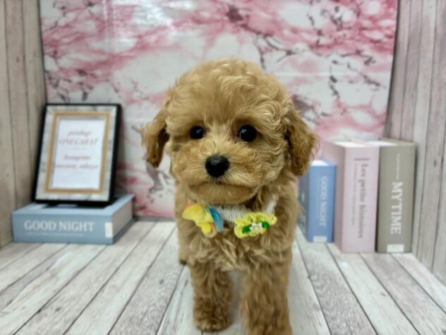 岡山県のトイプードル(トイ) (ワンキャラット アミーゴ高屋店/2025年8月27日生まれ/女の子/オレンジフォーン)の子犬の3枚目の画像