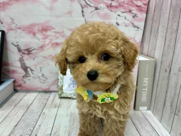 岡山県のトイプードル(トイ) (ワンキャラット アミーゴ高屋店/2025年8月27日生まれ/女の子/オレンジフォーン)の子犬の2枚目の画像