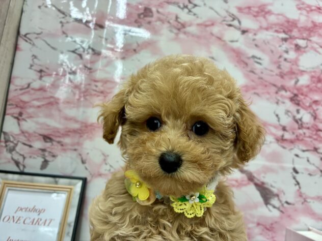 岡山県のトイプードル(トイ) (ワンキャラット アミーゴ高屋店/2025年8月27日生まれ/女の子/オレンジフォーン)の子犬の1枚目の画像