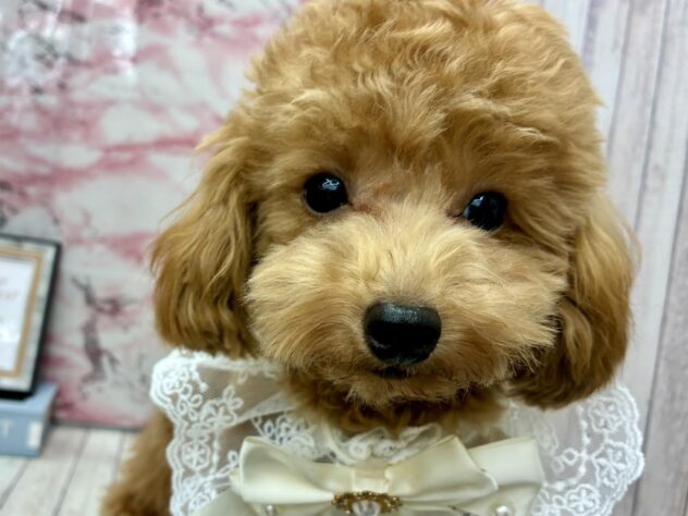 岡山県のトイプードル(トイ) (ワンキャラット アミーゴ高屋店/2025年4月8日生まれ/男の子/レッド)の子犬の3枚目の画像