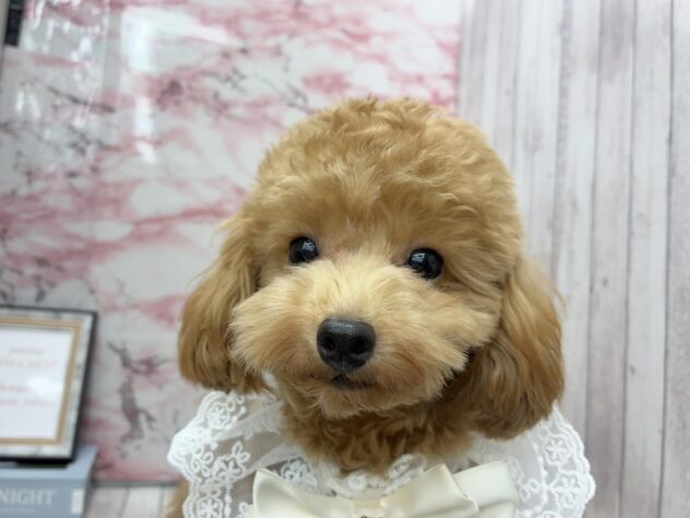 岡山県のトイプードル(トイ) (ワンキャラット アミーゴ高屋店/2025年4月8日生まれ/男の子/レッド)の子犬の1枚目の画像