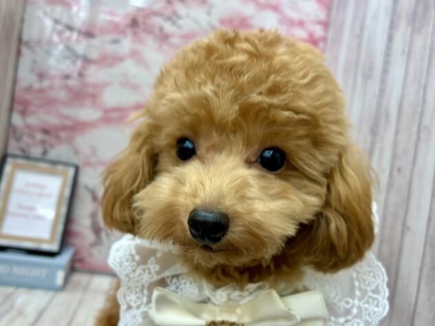 岡山県のトイプードル(トイ) (ワンキャラット アミーゴ高屋店/2025年4月8日生まれ/男の子/レッド)の子犬の2枚目の画像