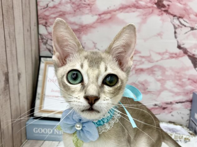 岡山県のシンガプーラ (ワンキャラット アミーゴ高屋店/2025年6月28日生まれ/男の子/セピアアグーティ)の子猫の1枚目の画像