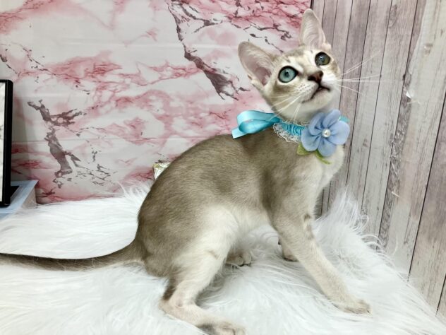 岡山県のシンガプーラ (ワンキャラット アミーゴ高屋店/2025年6月28日生まれ/男の子/セピアアグーティ)の子猫の3枚目の画像