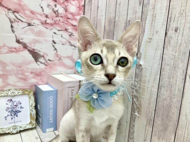 岡山県のシンガプーラ (ワンキャラット アミーゴ高屋店/2025年6月28日生まれ/男の子/セピアアグーティ)の子猫の2枚目の画像