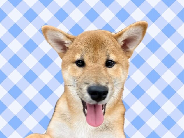 岡山県の柴犬(標準サイズ) (ワンキャラット アミーゴ高屋店/2025年6月25日生まれ/男の子/赤)の子犬