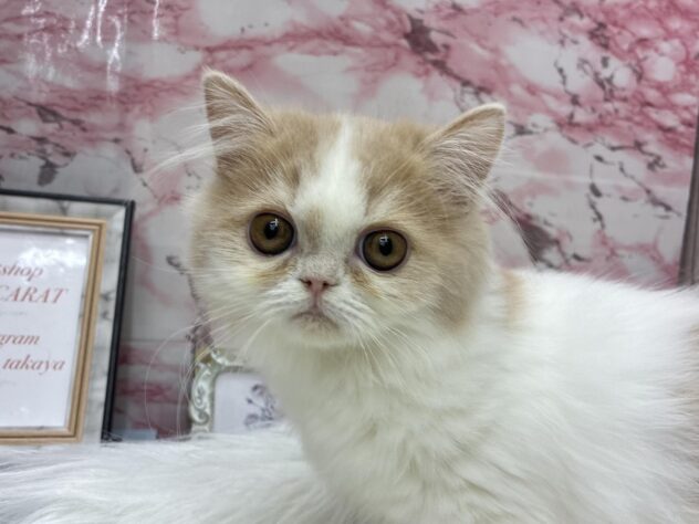 岡山県のミヌエット (ワンキャラット アミーゴ高屋店/2025年6月14日生まれ/女の子/クリームタビーホワイト)の子猫の1枚目の画像