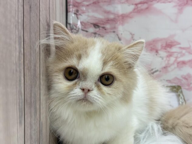 岡山県のミヌエット (ワンキャラット アミーゴ高屋店/2025年6月14日生まれ/女の子/クリームタビーホワイト)の子猫の2枚目の画像