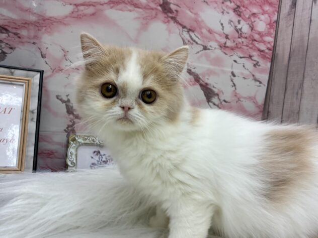 岡山県のミヌエット (ワンキャラット アミーゴ高屋店/2025年6月14日生まれ/女の子/クリームタビーホワイト)の子猫の3枚目の画像