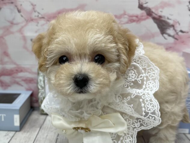 岡山県のハーフ犬・ミックス犬 (ワンキャラット アミーゴ高屋店/2025年9月9日生まれ/女の子/クリーム)の子犬の1枚目の画像