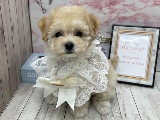 岡山県のハーフ犬・ミックス犬 (ワンキャラット アミーゴ高屋店/2025年9月9日生まれ/女の子/クリーム)の子犬の4枚目の画像