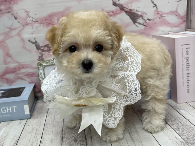 岡山県のハーフ犬・ミックス犬 (ワンキャラット アミーゴ高屋店/2025年9月9日生まれ/女の子/クリーム)の子犬の3枚目の画像