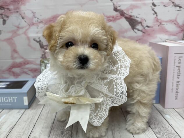 岡山県のハーフ犬・ミックス犬 (ワンキャラット アミーゴ高屋店/2025年9月9日生まれ/女の子/クリーム)の子犬の2枚目の画像