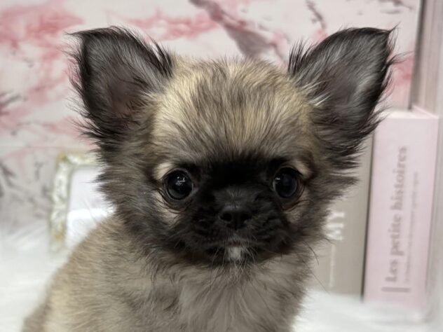 岡山県のチワワ(ロング) (ワンキャラット アミーゴ高屋店/2025年8月29日生まれ/女の子/フォーン)の子犬の1枚目の画像