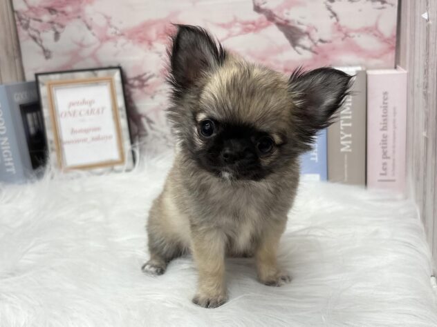 岡山県のチワワ(ロング) (ワンキャラット アミーゴ高屋店/2025年8月29日生まれ/女の子/フォーン)の子犬の3枚目の画像