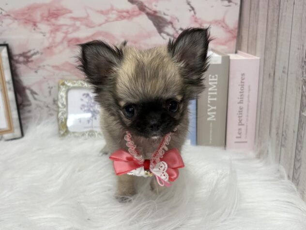 岡山県のチワワ(ロング) (ワンキャラット アミーゴ高屋店/2025年8月29日生まれ/女の子/フォーン)の子犬の2枚目の画像