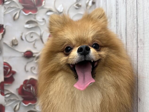 岡山県のポメラニアン (ワンキャラット アミーゴ高屋店/2025年8月20日生まれ/男の子/クリーム)の子犬の1枚目の画像