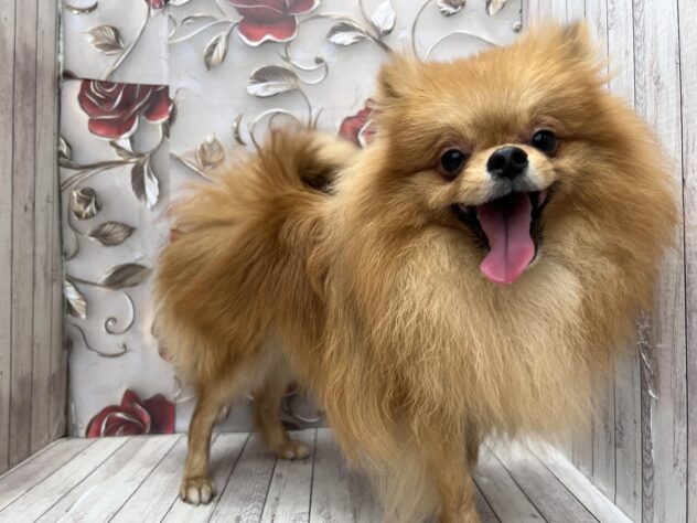 岡山県のポメラニアン (ワンキャラット アミーゴ高屋店/2025年8月20日生まれ/男の子/クリーム)の子犬の2枚目の画像