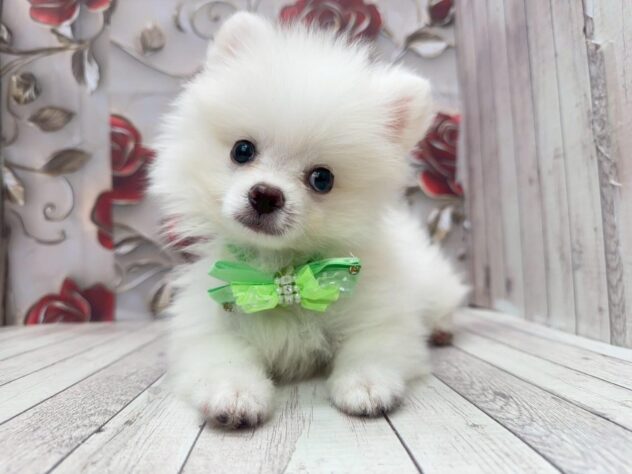 岡山県のポメラニアン (ワンキャラット アミーゴ高屋店/2025年8月20日生まれ/男の子/クリーム)の子犬の1枚目の画像