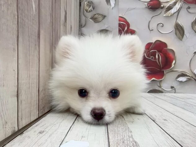 岡山県のポメラニアン (ワンキャラット アミーゴ高屋店/2025年8月20日生まれ/男の子/クリーム)の子犬の3枚目の画像