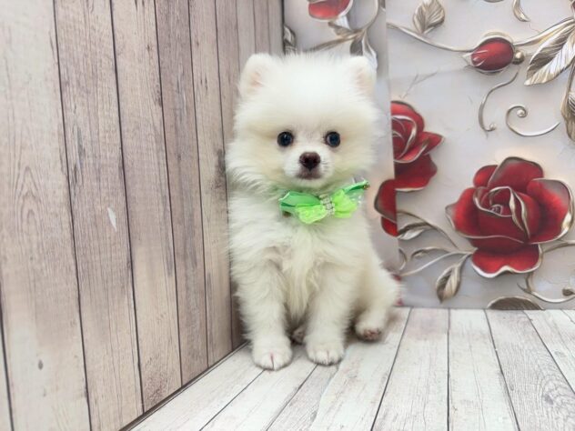 岡山県のポメラニアン (ワンキャラット アミーゴ高屋店/2025年8月20日生まれ/男の子/クリーム)の子犬の2枚目の画像