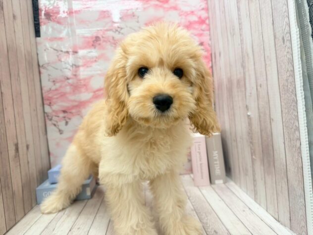 岡山県のハーフ犬・ミックス犬 (ワンキャラット アミーゴ高屋店/2025年7月30日生まれ/男の子/クリーム)の子犬の1枚目の画像